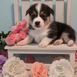 Spike - White and red male Pembroke Welsh Corgi puppy in Austin, Texas from Cutest Corgi's of Austin