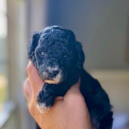 Mocha - Black male Goldendoodle puppy in Gastonia, North Carolina from Crowders Creek Doodles
