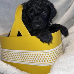 Whoodle Puppies from Whoodles of Love