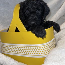 Whoodle Puppies from Whoodles of Love