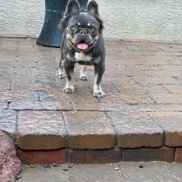 Crackle - White female French Bulldog puppy in Las Vegas, Nevada from Let it Ride Bulldogs