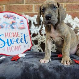 Minerva - Blue brindle female Great Dane puppy in Arlington, Texas from Scoober Danes