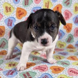 Love bug - Black white and tan male Rat Terrier puppy in Rio Vista, California from CaliRats Rat Terriers