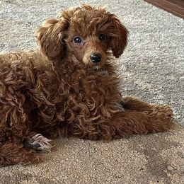 Brice - Red  male Poodle puppy in Cabool, Missouri from Rafter B Farms