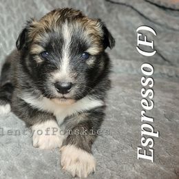 Pomsky Puppies from Paw-lenty of Pomskies