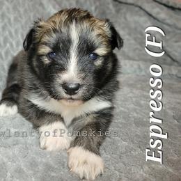 Pomsky Puppies from Paw-lenty of Pomskies