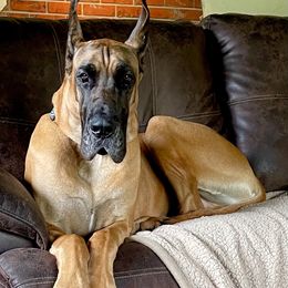 Millie - Great Dane