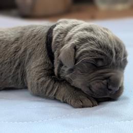 Black collar - Gray male Cane Corso puppy in Cove, Oregon from Bane's Legacy Cane Corso