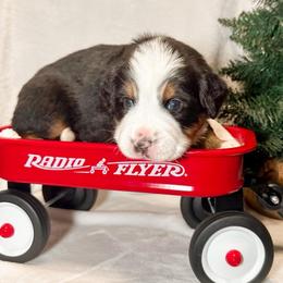 Denver (Gray) - Black rust and white male Bernese Mountain Dog puppy in Boiling Springs, South Carolina from OlliePups, LLC