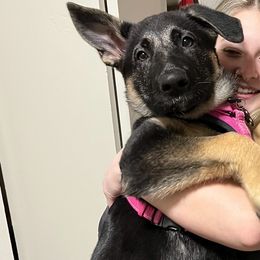 German Shepherd Puppies from Sandy’s Shepherds