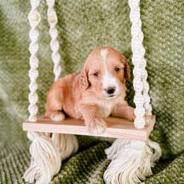 Sunflower (Sunny) - Red male Labradoodle puppy in Elizabeth City, North Carolina from Howdy Doodles