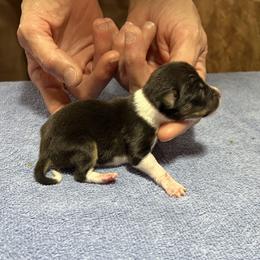 Clyde - Black white and tan male Rat Terrier puppy in Gonzales, Texas from Sunshine Deckers