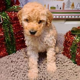 Cavalier King Charles Spaniels and Goldendoodles from Scott Long's Cavaliers and Doodles