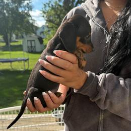 Millie - Black and tan female Dachshund puppy in Mansfield, Ohio from Ohio House of Frenchies and Mini Dachshunds