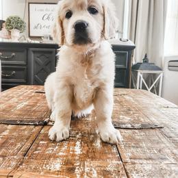 Cavalier King Charles Spaniel and Golden Retriever Puppies from SelahGold