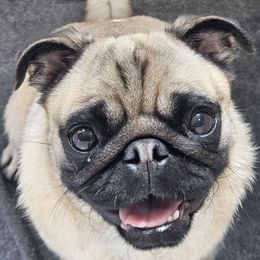 Gladys - Pug