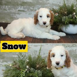 Bernedoodle and Goldendoodle Puppies from Dolly's Doodles