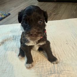 Jack - Brown and white male Portuguese Water Dog puppy in Allen, Texas from Pawsitively Portuguese