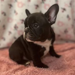 French Bulldogs from Vibez n Frenchiez LLC