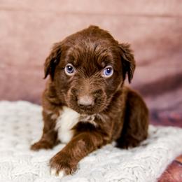 Jessie - Red & white female Australian Shepherd puppy in Alvin, Texas from Gulf Coast Aussies