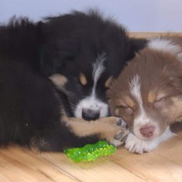 Australian Shepherd Puppies from Willow Tree Australian Shepherds