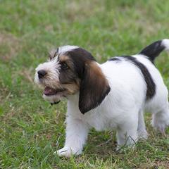 Petit Basset Griffon Vendéen Puppies from Patti Whitlock