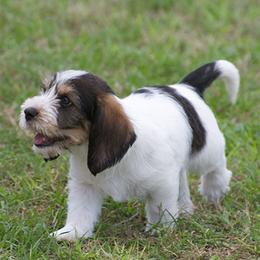 Petit Basset Griffon Vendéen Puppies from Patti Whitlock