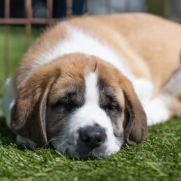 Anatolian Shepherd Dog Puppies from Fiddler’s Dream Anatolians