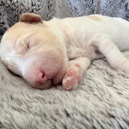 Brown and white - Parti male Goldendoodle puppy in Mc Cutchenville, Ohio from Dawn's Doodles
