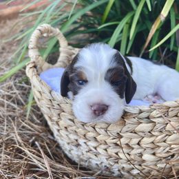 Vienna - Liver and white female English Springer Spaniel puppy in Swainsboro, Georgia from Sweet Georgia Springers