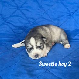 Sweetie boy 2 - Gray and white male Siberian Husky puppy in Ocala, Florida from Florida Husky Puppies