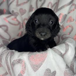 Dachshund, Shih Tzu, and Yorkshire Terrier Puppies from Happy Hounds and More🐾