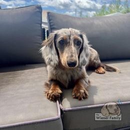 Stella - Dachshund