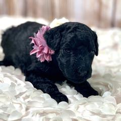 Poodle Puppies from Precisely Poodles