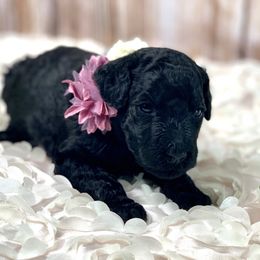 Poodle Puppies from Precisely Poodles