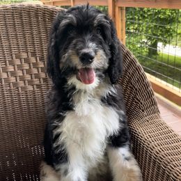 Bernedoodle Puppies from High Peaks Bernedoodles