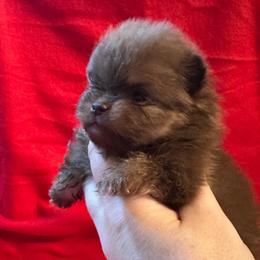 Latte - Chocolate female Pomeranian puppy in Waterloo, Indiana from Garcias Pomeranian