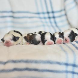 Shichon puppies from PTK Ranch