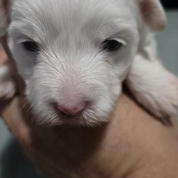 Girl 3 - White female Maltipoo puppy in Brooksville, Florida from DeVall Maltipoos