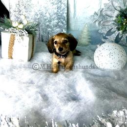 Dachshund Puppies from M.H.P Dachshunds