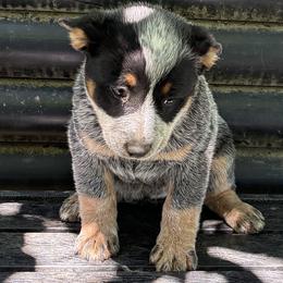 L63-05 - Blue female Australian Cattle Dog puppy in Sheridan, Oregon from 6pk Cattledogs