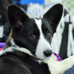 Pele - Cardigan Welsh Corgi