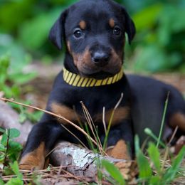 Doberman Pinschers from Von Hohenhalla Dobermans