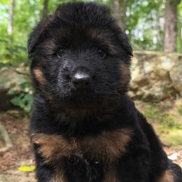 Gray Collar - Male - Black and red male German Shepherd puppy in Charlotte, North Carolina from Zuflucht K9s