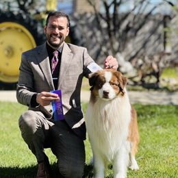 Amos - Australian Shepherd