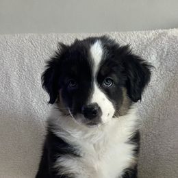 Australian Shepherd Puppies from Bedtime Story Australian Shepherds
