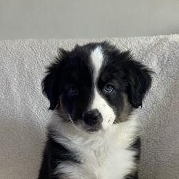 Australian Shepherd Puppies from Bedtime Story Australian Shepherds