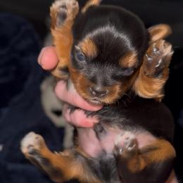 Male traditional Yorkie - Black and tan male Yorkshire Terrier puppy in Des Moines, Iowa from Diamond Yorkshire Terriers