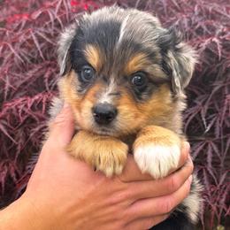 AKC Americano (Natural Tail) - Blue merle male Australian Shepherd puppy in Jonesborough, Tennessee from 5AFarms