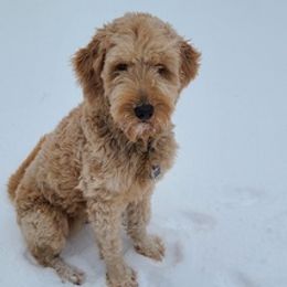 Goldendoodles from Doodle Family